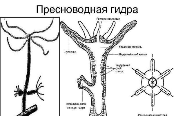 Маркетплейс кракен купить